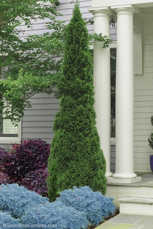  Degroots Spire Arborvitae - 7 Gallon Pot (3-4')