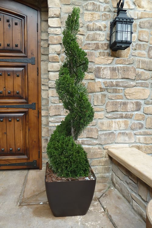  Emerald Green Arborvitae Spiral Topiary - 7 Gallon Pot
