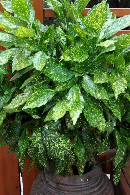  Gold Dust Aucuba (Japanese Laurel) - 1 Gallon Pot