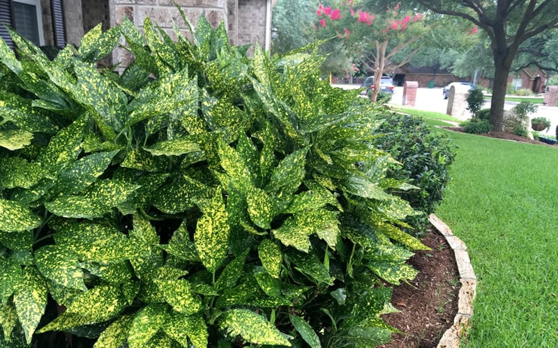  Gold Dust Aucuba (Japanese Laurel) - 1 Gallon Pot