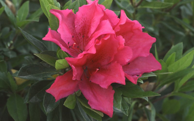  Brilliant Southern Indica Azalea - 1 Gallon Pot