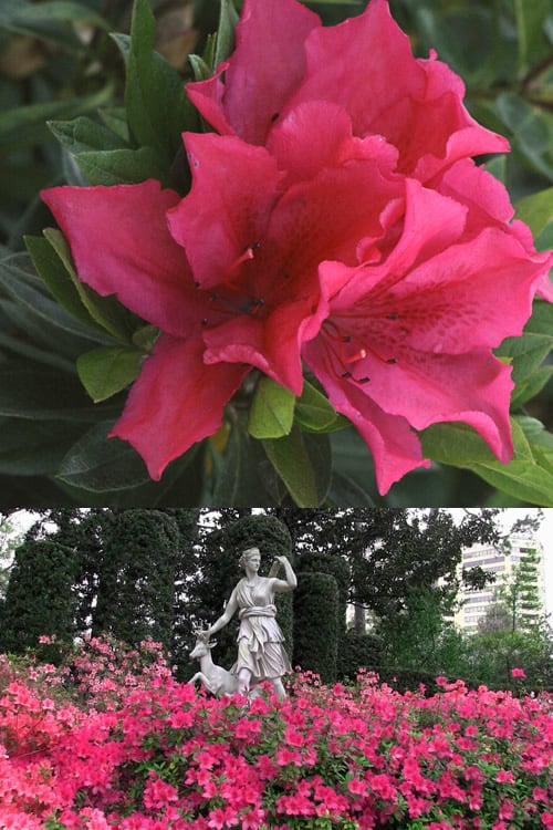  Brilliant Southern Indica Azalea - 1 Gallon Pot
