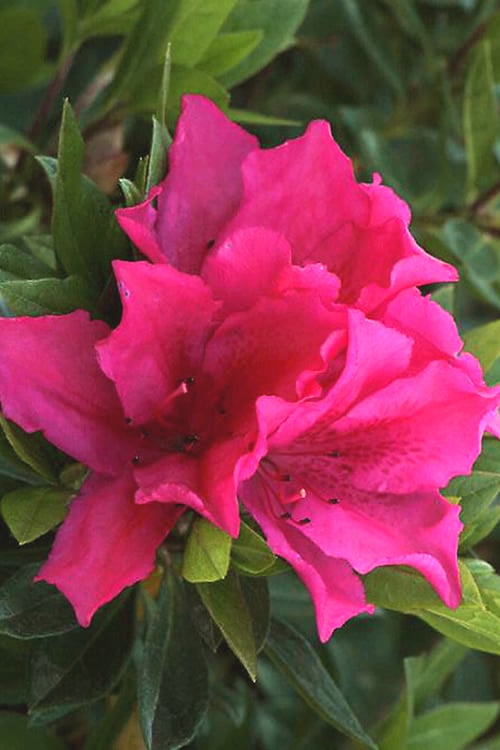  Brilliant Southern Indica Azalea - 1 Gallon Pot
