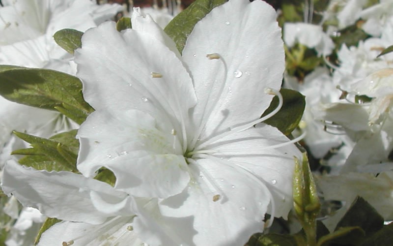  Delaware Valley White Azalea - 1 Gallon Pot