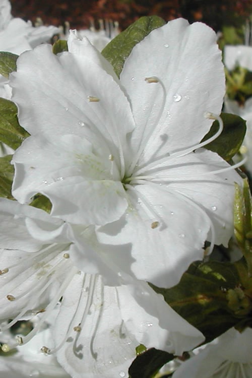  Delaware Valley White Azalea - 1 Gallon Pot