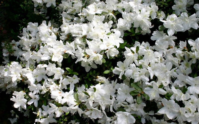  Delaware Valley White Azalea - 1 Gallon Pot