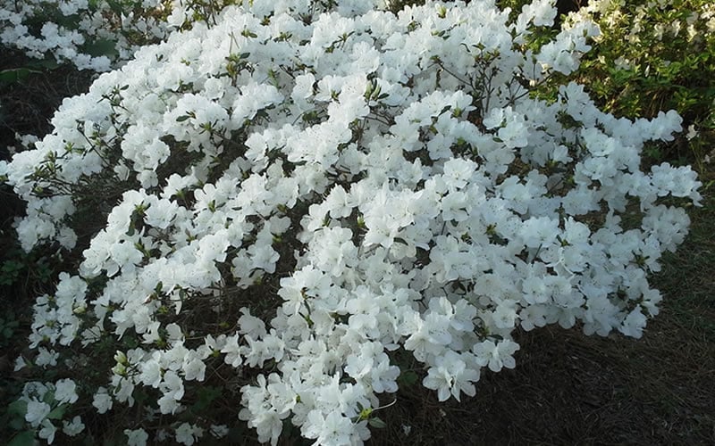  Delaware Valley White Azalea - 1 Gallon Pot
