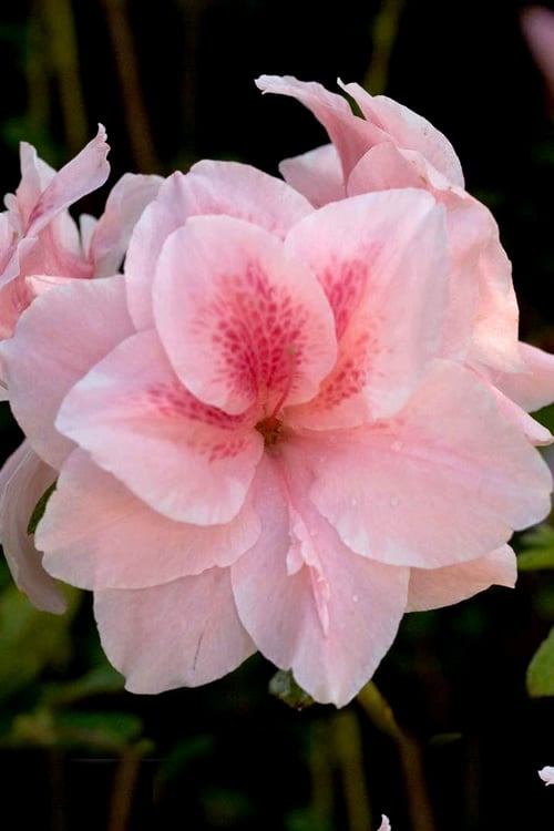  Autumn Belle Encore Azalea - 1 Gallon Pot