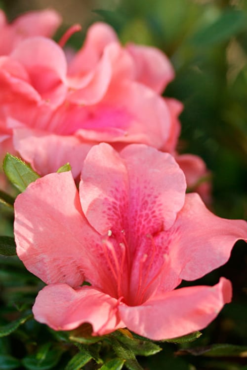  Autumn Coral Encore Azalea - 1 Gallon Pot