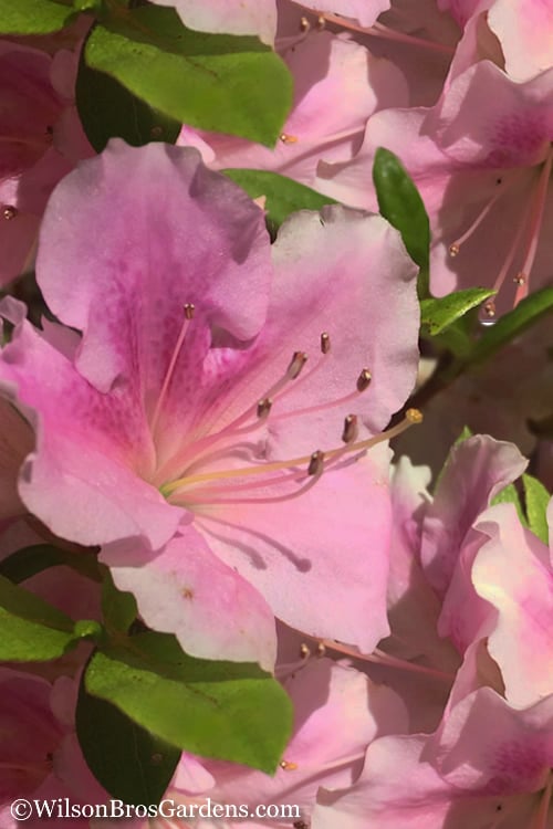 Autumn Sweetheart Encore Azalea - 1 Gallon Pot