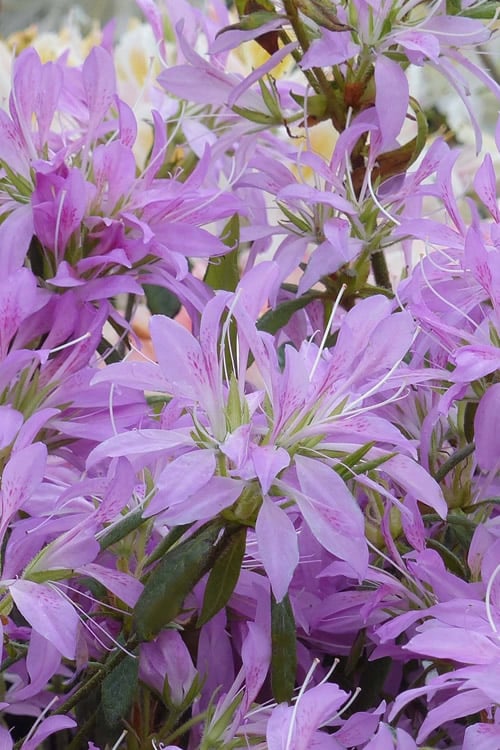  Koromo Shikibu Purple Spider Azalea - 1 Gallon Pot