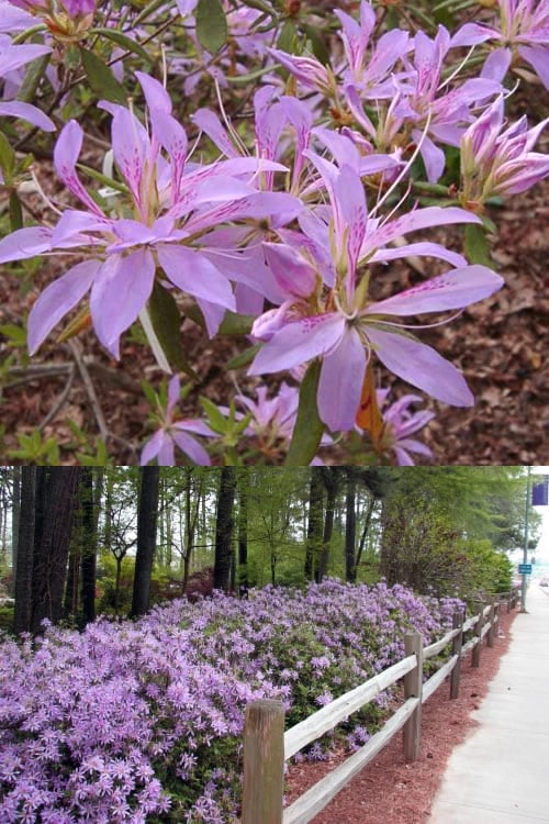  Koromo Shikibu Purple Spider Azalea - 1 Gallon Pot