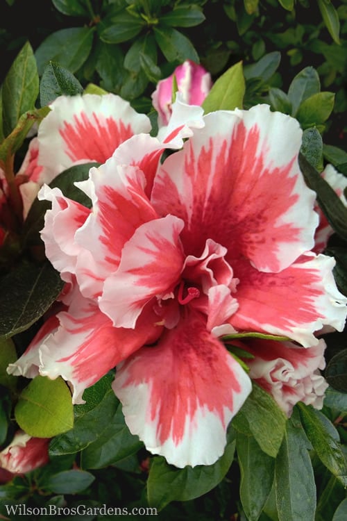  Mardi Gras Southern Indica Azalea - 1 Gallon Pot