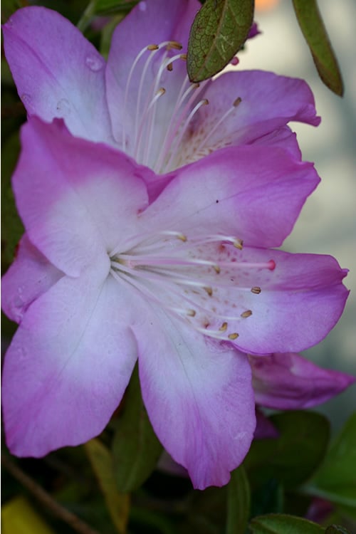  Nuccio's Voodoo Azalea - 3 Gallon Pot