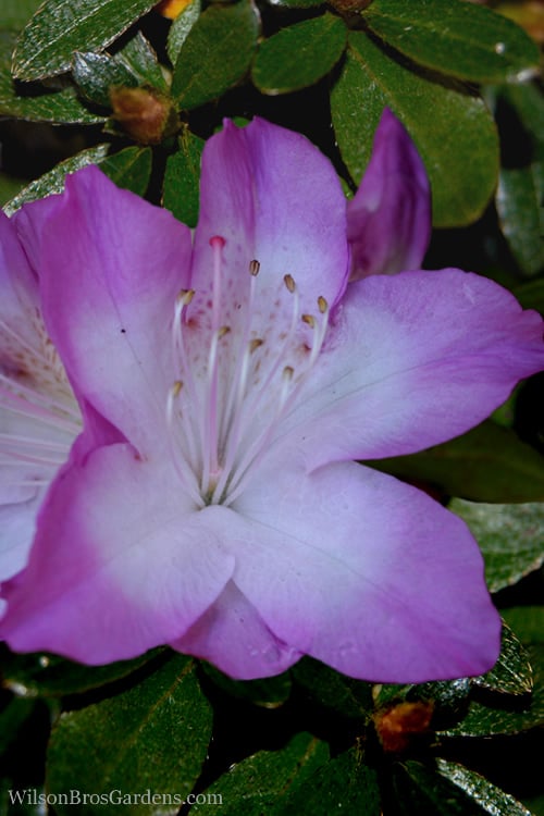  Nuccio's Voodoo Azalea - 1 Gallon Pot