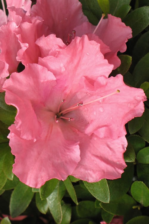  Gumpo Pink Dwarf Azalea - 1 Gallon Pot