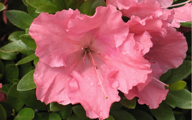  Gumpo Pink Dwarf Azalea - 1 Gallon Pot