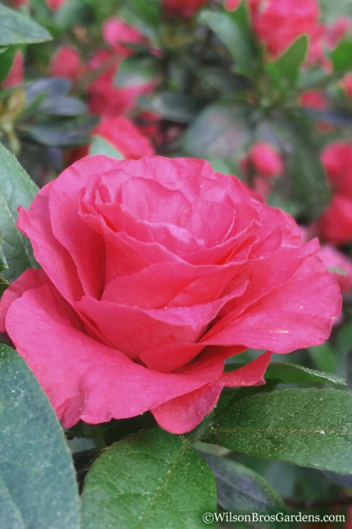  Rosebud Azalea - 3 Gallon Pot