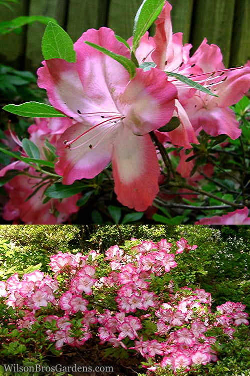  Vibrant Azalea (Harris Hybrid) - 3 Gallon Pot 