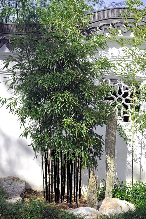  Black Bamboo - Phyllostachys Nigra - 3 Gallon Pot (Multi Cane: 4-6'+)
