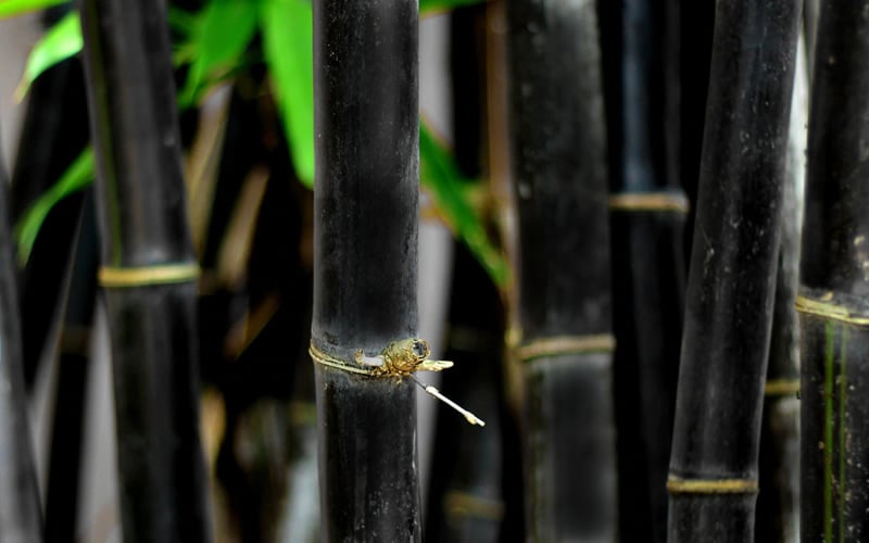  Black Bamboo - Phyllostachys Nigra - 3 Gallon Pot (Multi Cane: 4-6'+)
