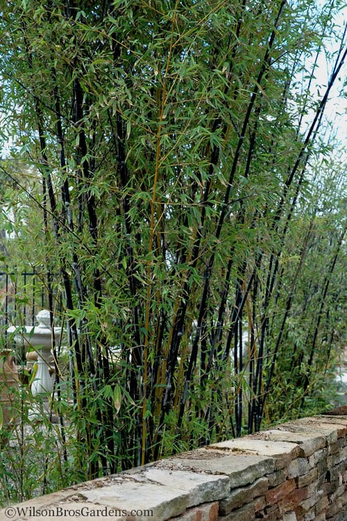  Black Bamboo - Phyllostachys Nigra - 3 Gallon Pot (Multi Cane: 4-6'+)