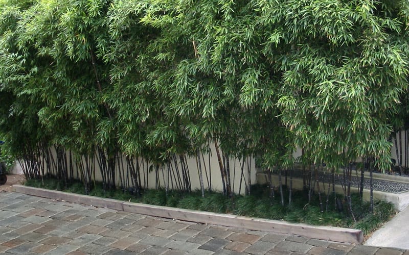  Black Bamboo - Phyllostachys Nigra - 3 Gallon Pot (Multi Cane: 4-6'+)