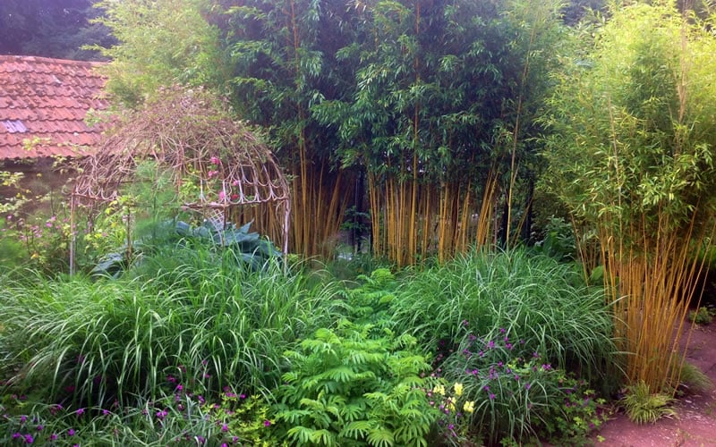  Gold Vivax Giant Timber Bamboo (Green Stripe Bamboo) - Phyllostachys Vivax 'Aureocaulis' - 3 Gallon Pot (2-4')