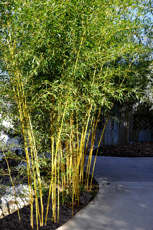  Golden Fishpole Bamboo - Phyllostachys Aurea - 3 Gallon Pot (4-6')