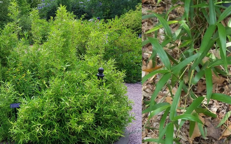  Macon Rivercane Bamboo - Arundinaria Gigantea 'Macon' - 3 Gallon Pot
