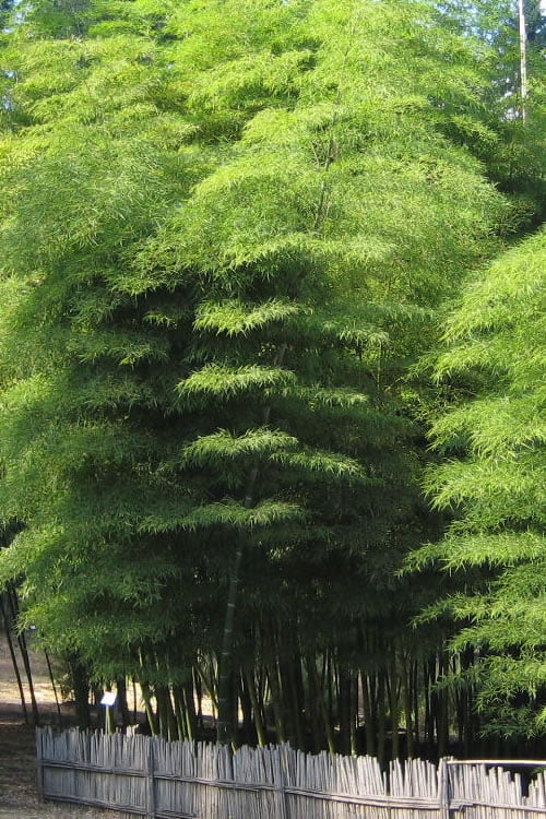  Moso Giant Bamboo (Phyllostachys Edulis 'Moso') - 3 Gallon Pot (2-4')