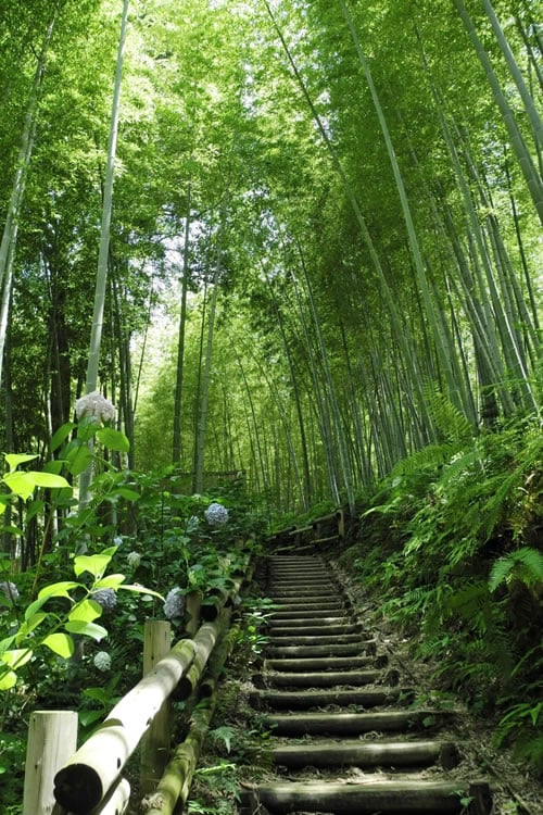  Moso Giant Bamboo (Phyllostachys Edulis 'Moso') - 3 Gallon Pot (2-4')