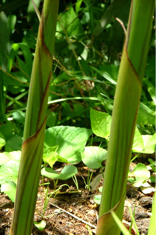 Red Margin Bamboo - Phyllostachys Rubromarginata - 3 Gallon Pot (2-4' HT)