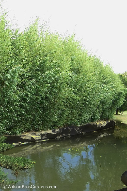 Red Margin Bamboo - Phyllostachys Rubromarginata - 3 Gallon Pot (2-4' HT)