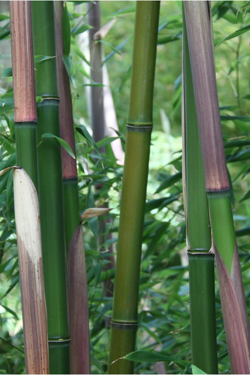  Red Margin Bamboo - Phyllostachys Rubromarginata - 3 Gallon Pot (2-4' HT)