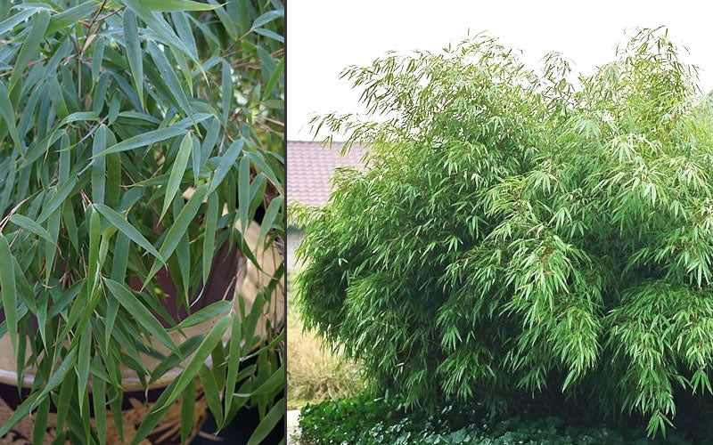  Sunset Glow Clumping Bamboo (Fargesia Rufa) - 6 Pack Of 1 Gallon Pots