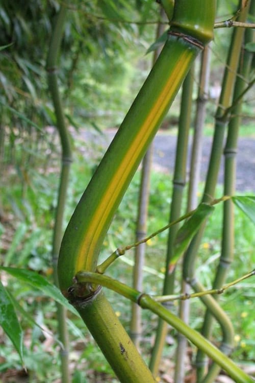  Yellow Groove Bamboo (Phyllostachys Aureosulcata) - 3 Gallon Pot (2-4')
