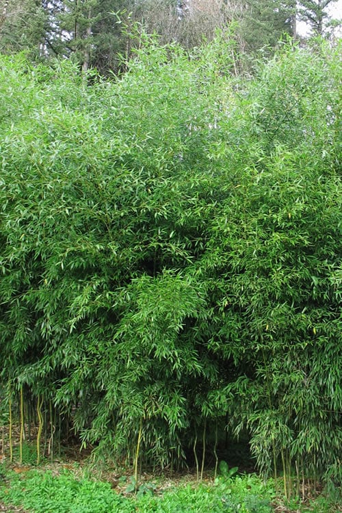  Yellow Groove Bamboo (Phyllostachys Aureosulcata) - 3 Gallon Pot (4-6'+)