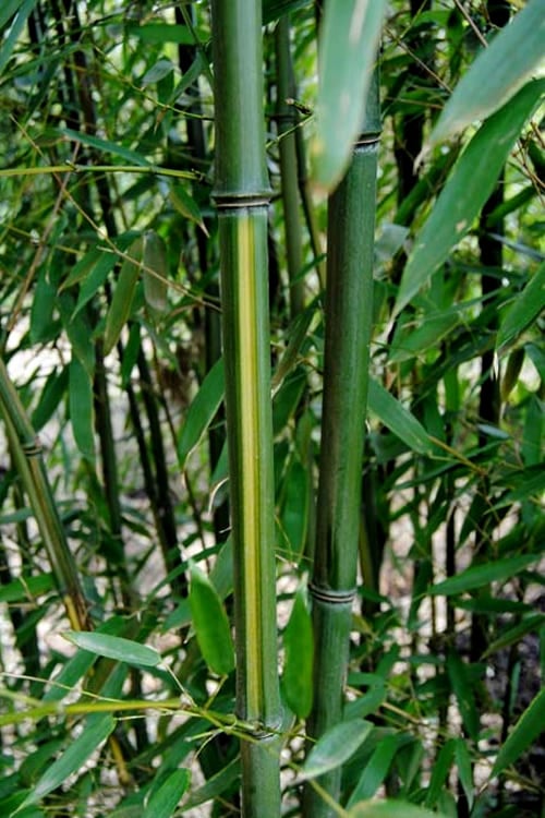  Yellow Groove Bamboo (Phyllostachys Aureosulcata) - 3 Gallon Pot (2-4')