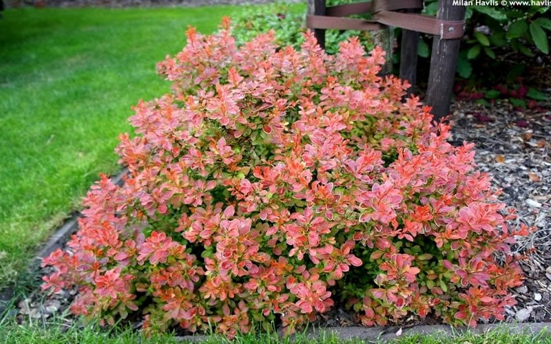  Admiration Barberry - 1 Gallon Pot