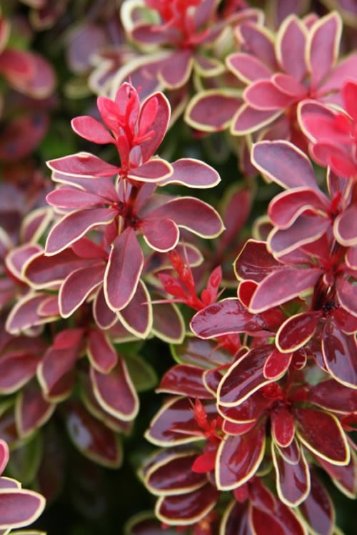 Admiration Barberry - 1 Gallon Pot