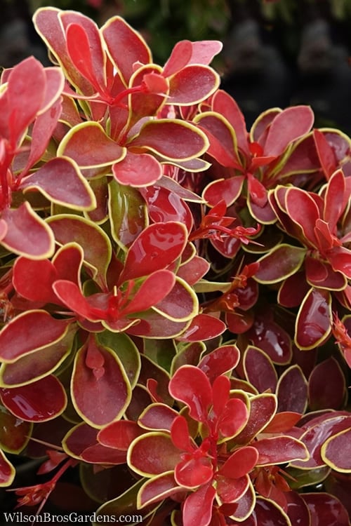  Admiration Barberry - 1 Gallon Pot