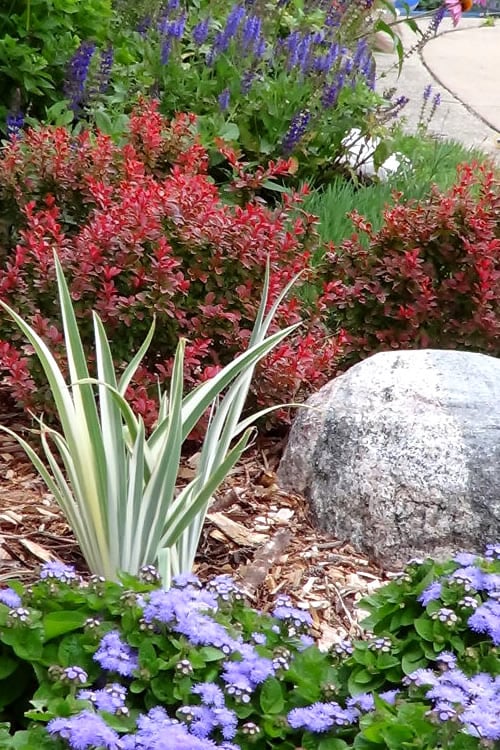  Admiration Barberry - 1 Gallon Pot