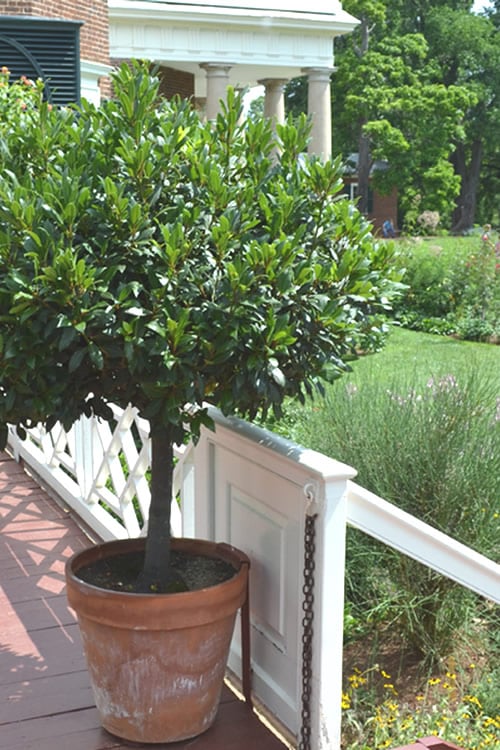  Bay Laurel (Sweet Bay) - Laurus Nobilis - 6 Pack Of 1 Gallon Pots 