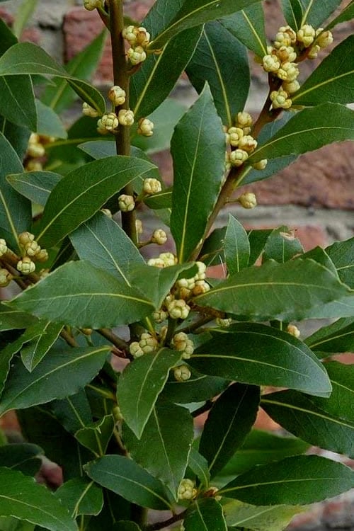  Bay Laurel (Sweet Bay) - Laurus Nobilis - 1 Gallon Pot