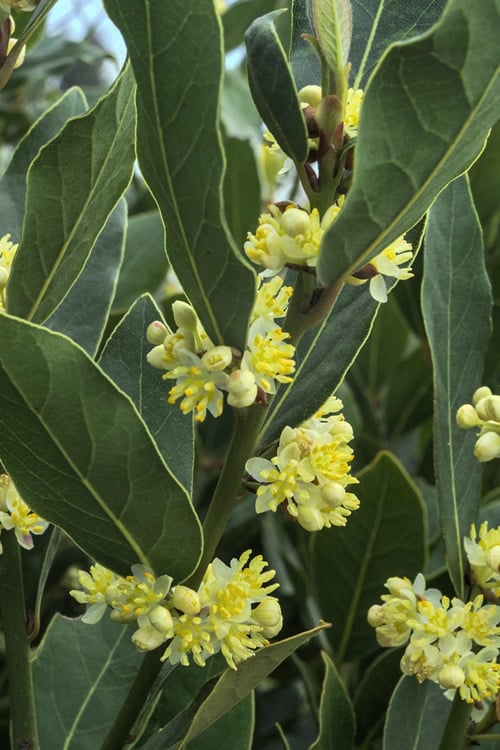  Bay Laurel (Sweet Bay) - Laurus Nobilis - 1 Gallon Pot
