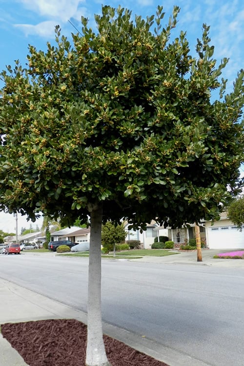  Bay Laurel (Sweet Bay) - Laurus Nobilis - 6 Pack Of 1 Gallon Pots 