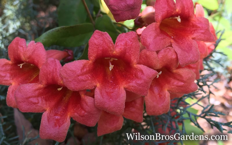  Shalimar Red Crossvine - Bignonia Capreolata - 3 Gallon Pot