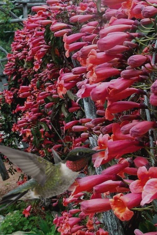  Shalimar Red Crossvine - Bignonia Capreolata - 6 Pack Of 1 Gallon Pots