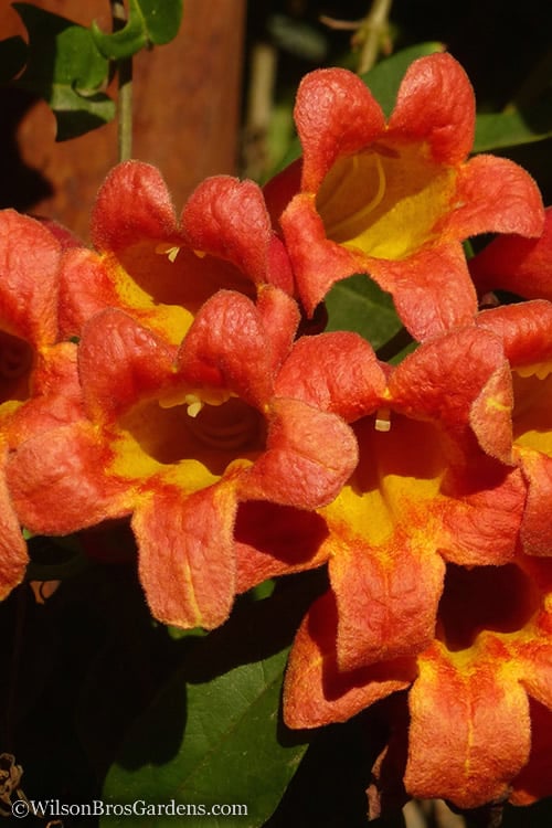 Tangerine Beauty Crossvine Bignonia - 1 Gallon Pot